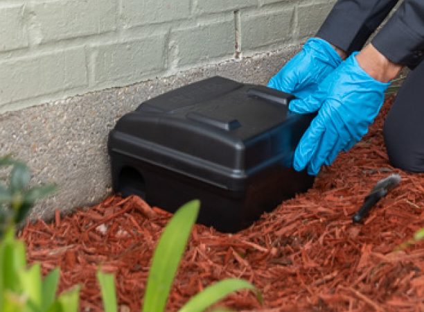 baits all pest management services