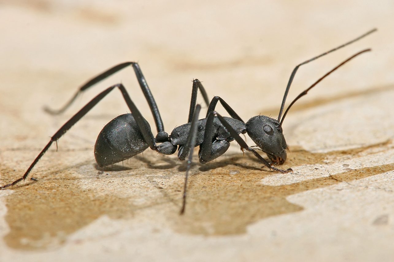 Big Ants Northern Pest 1 big ants northern pest