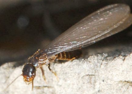 Bio Termites Ejen Ron 1 bio termites ejen ron