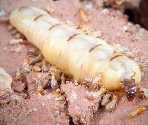 copto white ant services