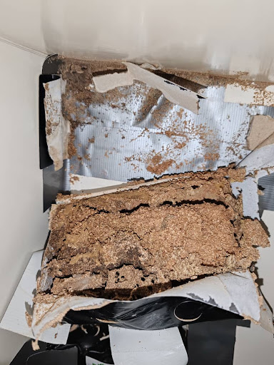 Tommy 白蚁专家 Termite Control Specialist Tommy 白蚁专家 Termite Control Specialist