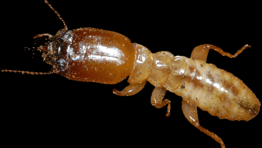 KOSFA Pest Control kelantan | Kawalan Serangga Perosak