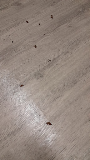 AL-FALAH PEST CONTROL AL-FALAH PEST CONTROL