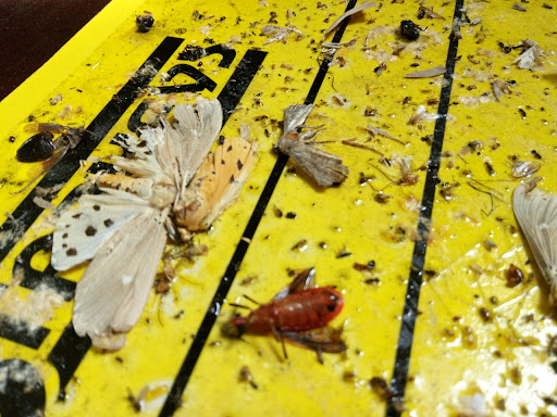 RM Pest Control M Sdn Bhd RM Pest Control M Sdn Bhd