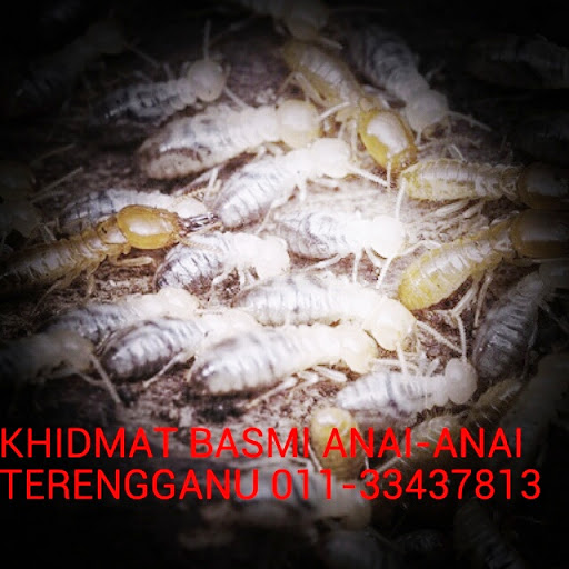 Perkhidmatan Basmi Anai-Anai & Makhluk Perosak (Pest Control)