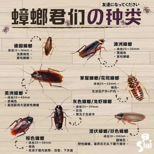 TPest Solution Sdn Bhd (Sarawak)