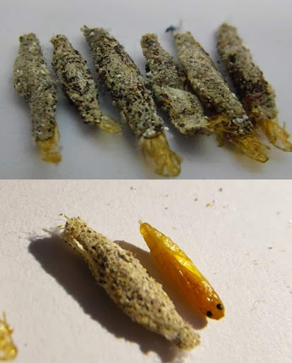 Spray Pepijat dan Serangga Supereffektif Camay Repellent