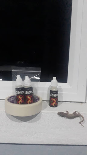 Racun Cicak - CiShock