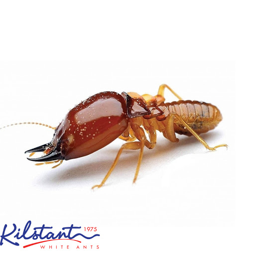 Kilstant White Ants | Kuala Lumpur | Selangor