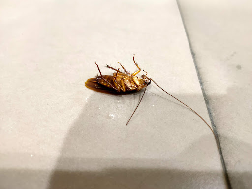 EXPERT PEST CONTROL EXPERT PEST CONTROL