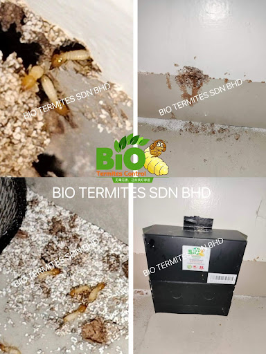 Bio Termites Ejen Ron Bio Termites Ejen Ron