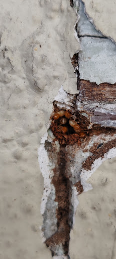 Pakar Anai-Anai ็ฝ่ Ipoh (Bio Termites Chua) Pakar Anai-Anai ็ฝ่ Ipoh (Bio Termites Chua)
