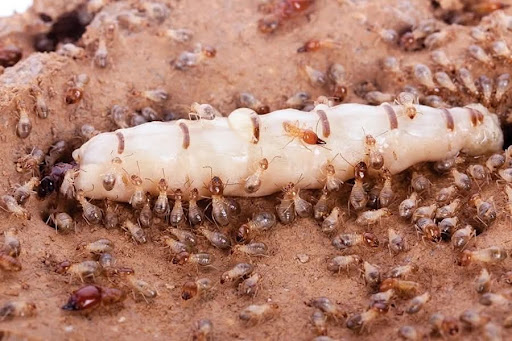 Pakar Anai-Anai 白蚁 Bukit Mertajam(Bio Termites Chua) Pakar Anai-Anai 白蚁 Bukit Mertajam(Bio Termites Chua)