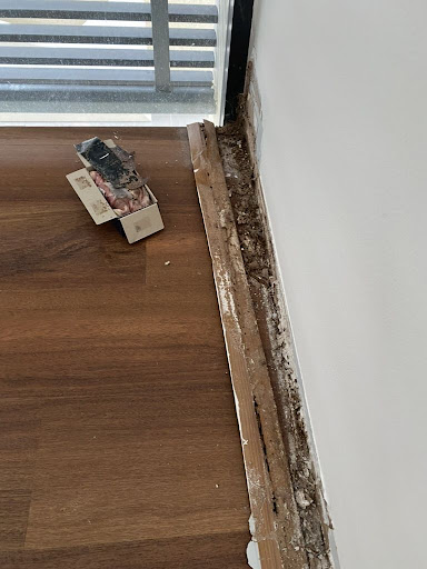 Insecta Termites & Pest Control (Seberang Perai)