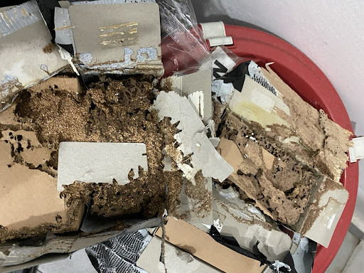 Insecta Termites & Pest Control (Penang Island) Insecta Termites & Pest Control (Penang Island)