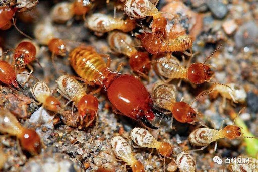 Termite eliminate 消灭白蚁服务