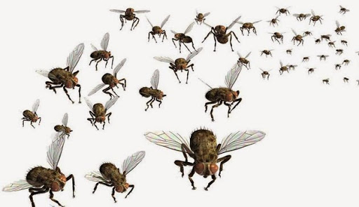 Eco Smart Pest Services Eco Smart Pest Services