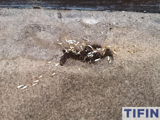 Tifin Pest Control - Perak Tifin Pest Control - Perak