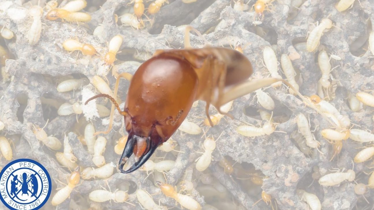 perkhidmatan kawalan perosak terbaik di kampung kadok