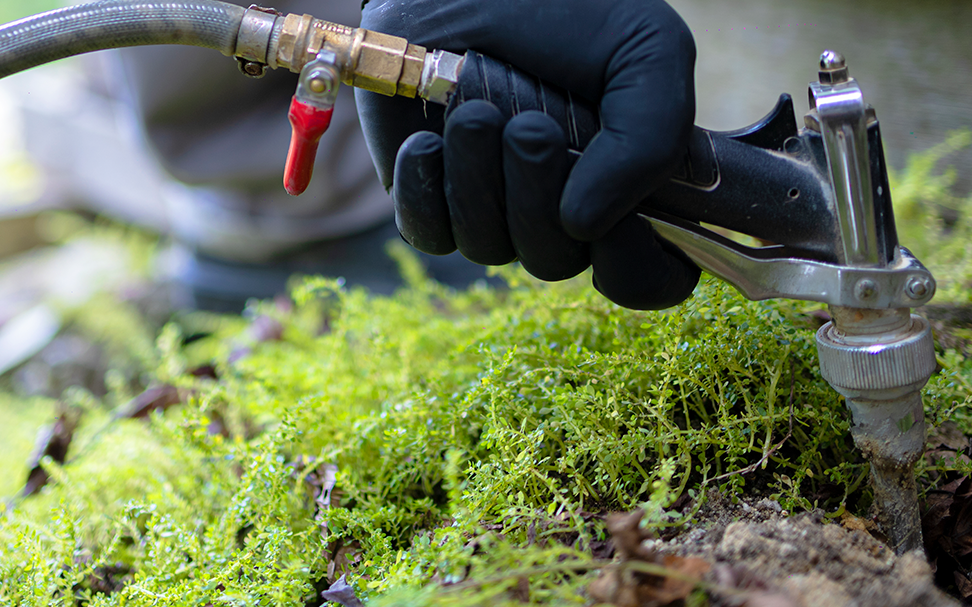 perkhidmatan kawalan perosak terbaik di lumut