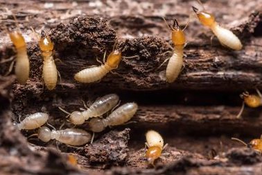 pest control anai anai johor