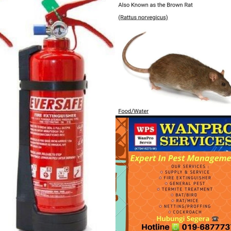 pest control kelantan