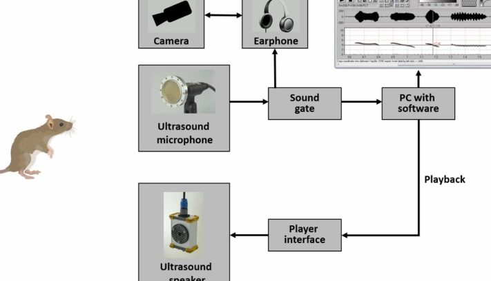 Rattus Detector Sdn. Bhd. 1 rattus detector sdn bhd