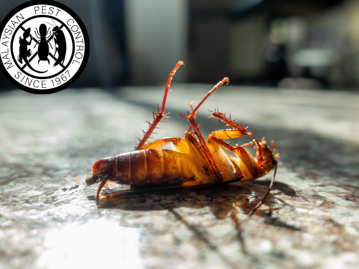 servis kawalan perosak terbaik di kuah