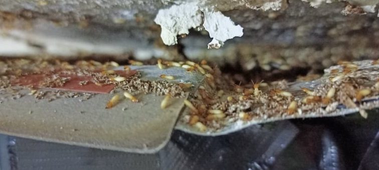 Termites Alvin Pest Control Penang 槟城灭白蚁专家 1 termites alvin pest control penang e6a79fe59f8ee781ade799bde89a81e4b893e5aeb6