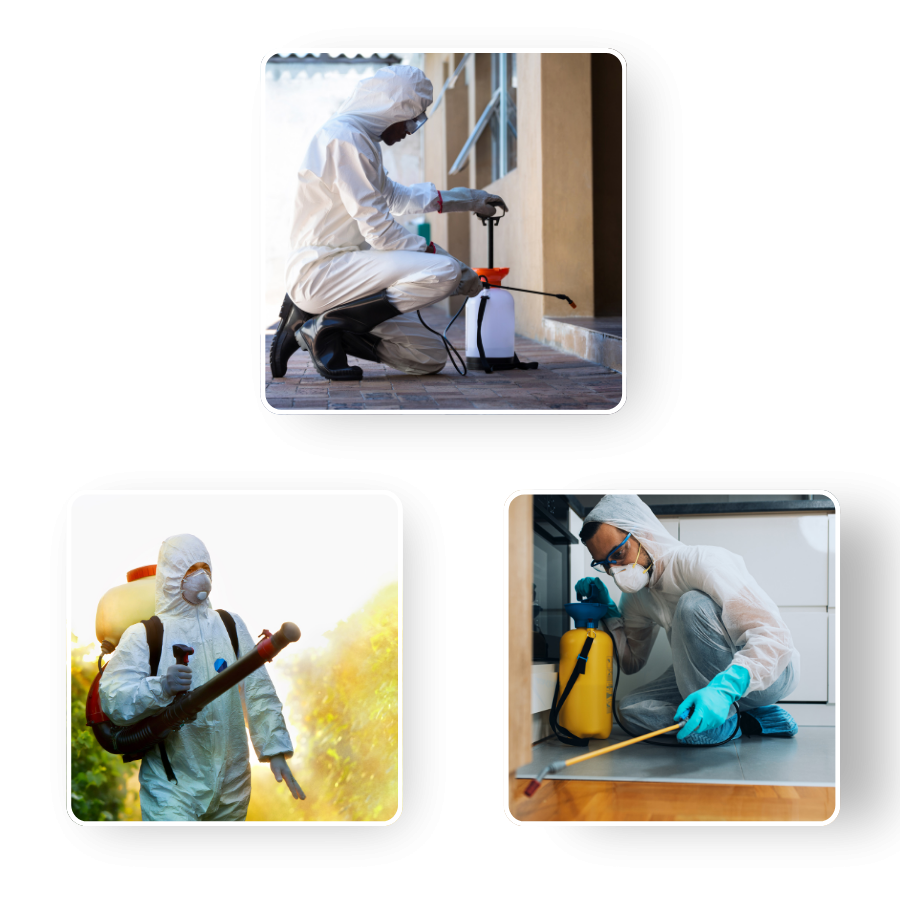 XSpot Pest Control 1 xspot pest control