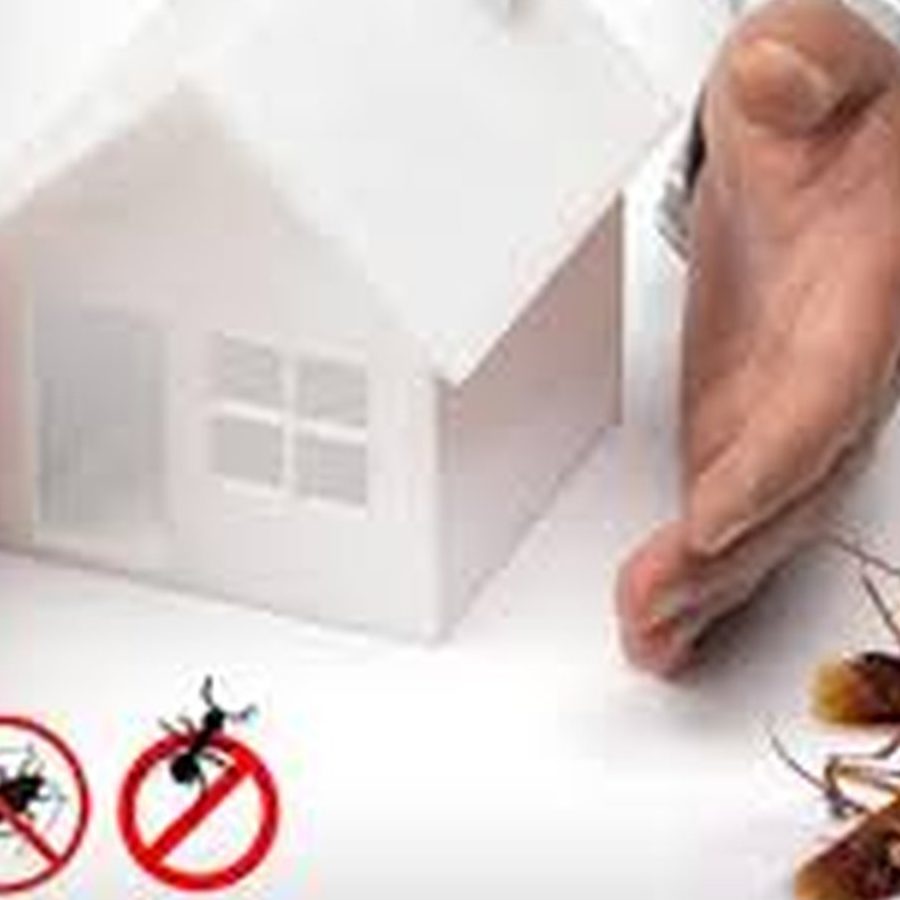 yang terbaik pest control di kuala sungai baru